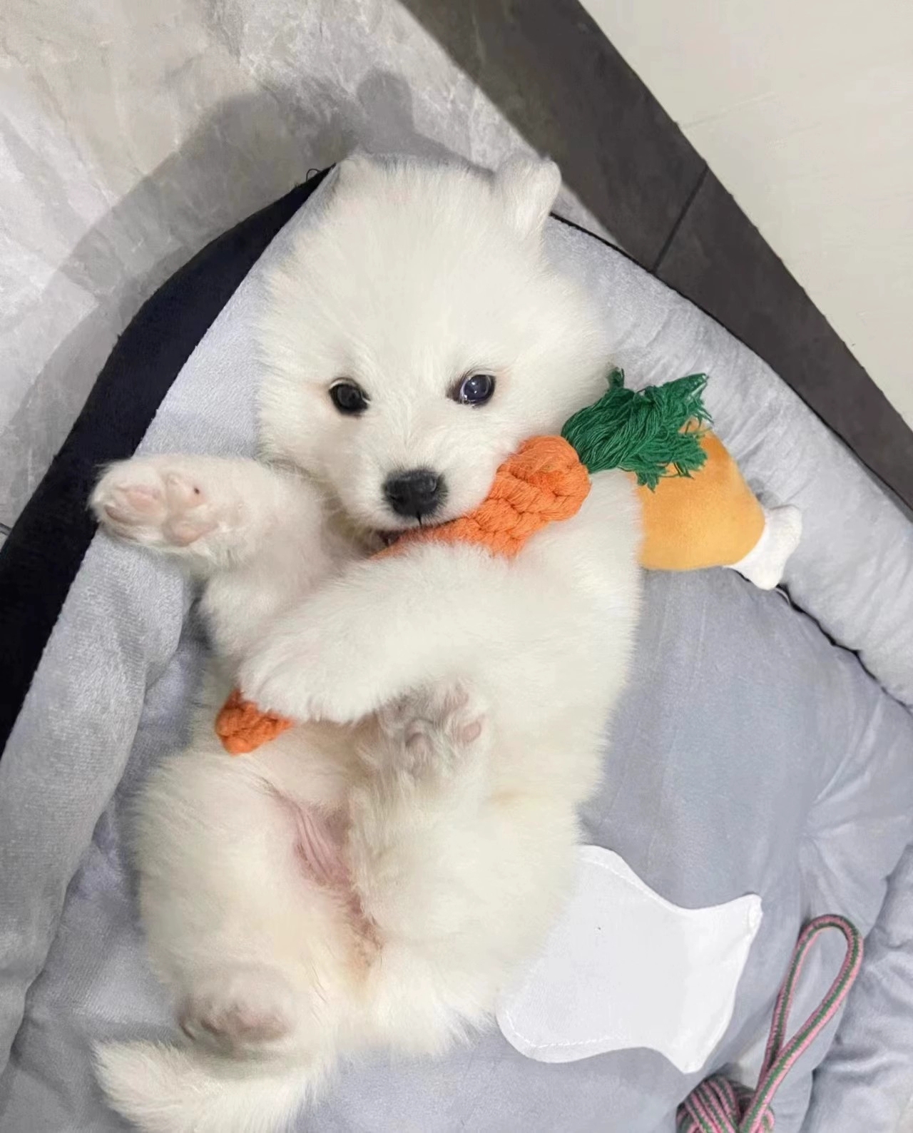 萨摩耶犬温顺不拆家好养活